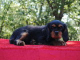 Chiots de race Cavalier King Charles Spaniel ) noir et feu ) & 1 mâle)