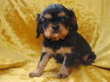 Chiots de race Cavalier King Charles Spaniel ) noir et feu ) & 1 mâle)