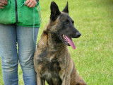 Un chiot femelle Berger Hollandais LOF fauve bring&eacute; &agrave; la vente