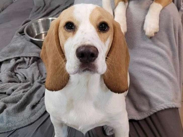 Mia, Beagle à adopter