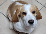 Mia, Beagle à adopter