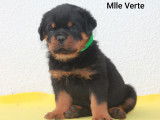 Chiots Rottweiler LOF &agrave; r&eacute;server