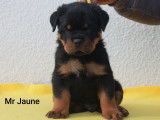 Chiots Rottweiler LOF &agrave; r&eacute;server