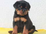Chiots Rottweiler LOF &agrave; r&eacute;server