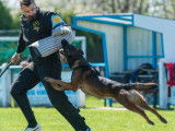 7 chiots Malinois LOF à réserver