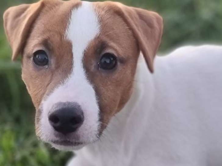 Chiot femelle Jack Russell Terrier LOF bicolore à vendre