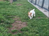 Chiot femelle Jack Russell Terrier LOF bicolore à vendre