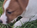 Chiot femelle Jack Russell Terrier LOF bicolore à vendre