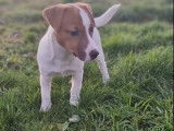 Chiot femelle Jack Russell Terrier LOF bicolore à vendre