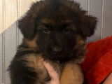 Chiot femelle Berger Allemand fauve et noir à vendre
