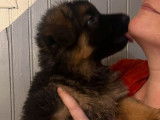 Chiot femelle Berger Allemand fauve et noir à vendre