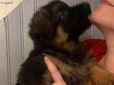 Chiot femelle Berger Allemand fauve et noir à vendre