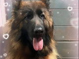 Chiot femelle Berger Allemand fauve et noir à vendre