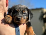 Des chiots Beaucerons LOF noir et feu à réserver