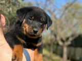 Des chiots Beaucerons LOF noir et feu à réserver