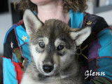Chiots Husky crois&eacute;s Chien Loup &agrave; vendre