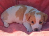 Chiot femelle Jack Russell Terrier non LOF à réserver