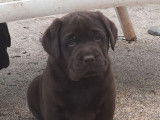 3 chiots Labradors LOF chocolat à vendre