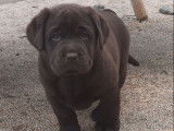 3 chiots Labradors LOF chocolat à vendre