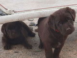 3 chiots Labradors LOF chocolat à vendre