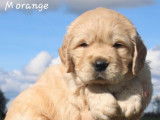 Chiot mâle Golden Retriever LOF fauve à vendre