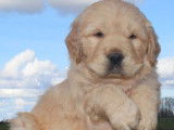 Chiot mâle Golden Retriever LOF fauve à vendre