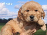 Chiot mâle Golden Retriever LOF fauve à vendre