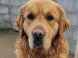 Chiot mâle Golden Retriever LOF fauve à vendre