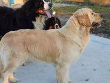 Chiot mâle Golden Retriever LOF fauve à vendre