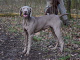 7 chiots Braques de Weimar LOF &agrave; vendre