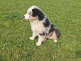 Chiot mâle Berger Australien LOF à vendre