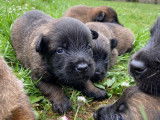7 chiots Malinois LOF, de février 2024, à réserver