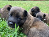 7 chiots Malinois LOF, de février 2024, à réserver
