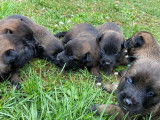 7 chiots Malinois LOF, de février 2024, à réserver
