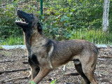 7 chiots Malinois LOF, de février 2024, à réserver