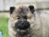 À vendre : 2 chiots mâles Spitz-Loups LOF, de janvier 2024