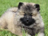 À vendre : 2 chiots mâles Spitz-Loups LOF, de janvier 2024