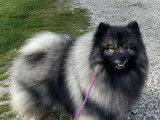 À vendre : 2 chiots mâles Spitz-Loups LOF, de janvier 2024