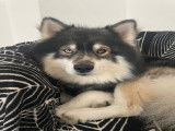 Mâle Pomsky disponible pour saillie