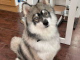 Mâle Pomsky disponible pour saillie