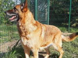 Chienne de 6 ans disponible à l'adoption