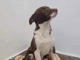 Adoption disponible : chiot femelle de 3 mois