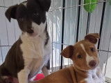 Adoption disponible : chiot femelle de 3 mois