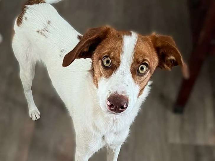 CENTELLA jeune, joyeuse,  affectueuse à adopter