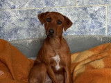 En quête d’une famille : chien marron