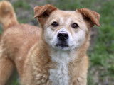 Adoption disponible : chienne beige
