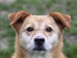 Adoption disponible : chienne beige