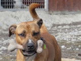 Prêt pour l'adoption, chien fauve