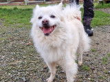 À accueillir dans une famille, chien blanc