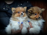 Chiots Spitz Allemand à vendre